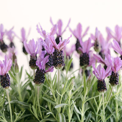 lavender plant