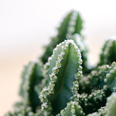 Spring Cactus Plant